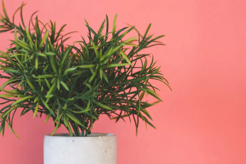 artificial plant against pink background